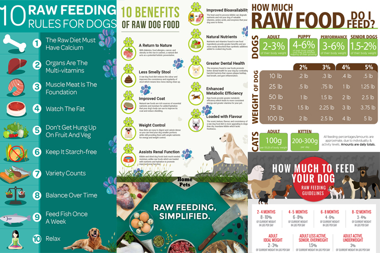 อาหารสุนัข Raw Food สำหรับผู้เริ่มต้น