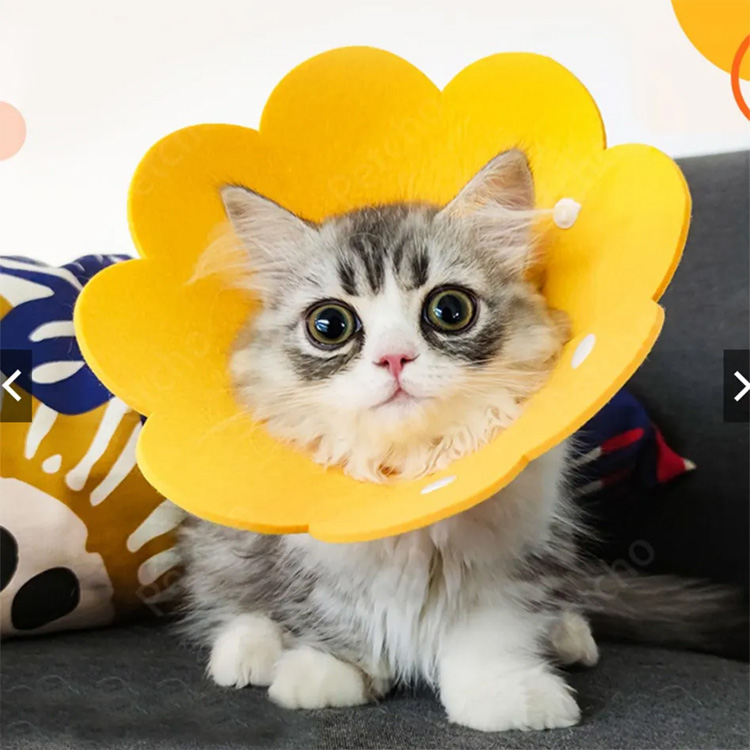 Pet Cone Elizabeth รู้สึกถึงการป้องกันการกู้คืนสุนัขปกแมว